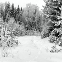 В зимнем  лесу