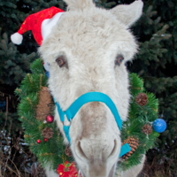 ... ослика наряжать