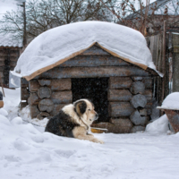 СНЕЖНЫЙ БАРС(ик)