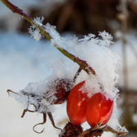 Зимнее украшение