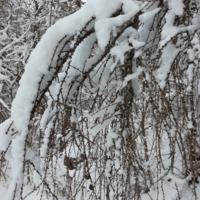 снег в лесу