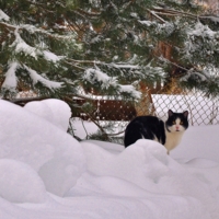 Снежный Барсик