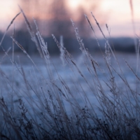Замерзшая трава. Холодный закат