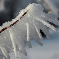 Снежная многоножка