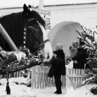 Я люблю свою лошадку...