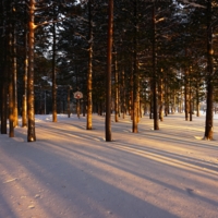 Январское солнце