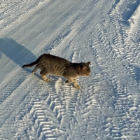 Я большой и грозный лев