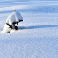 новогоднее