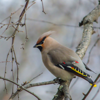Красавец свиристель
