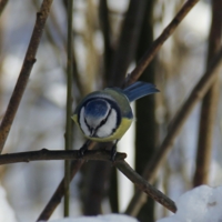 В ожидании обеда