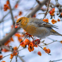 Щур без комплексов))