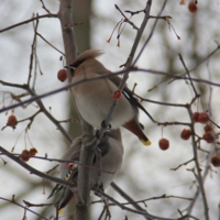 Налетели свиристели