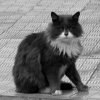 Опять фото?!?!?!!!!