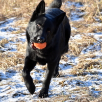 любимый мячик