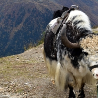 вместо велосипеда )