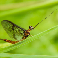 Готов к нападению...