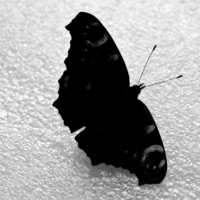 черное на белом