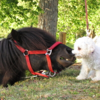 Конь и Моська