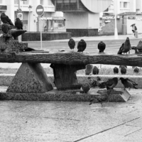 На скамье наук. Симпозиум.