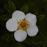 Звездная натура