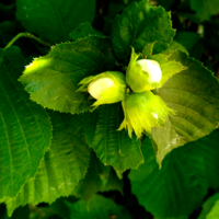 Три орешка на зеленом фоне