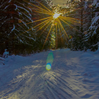 Яблоки на елках...