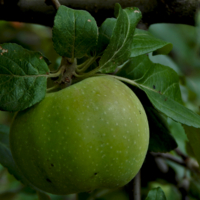 А у нас в садочке