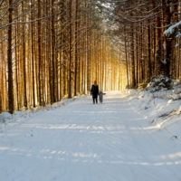 По сказочному лесу...