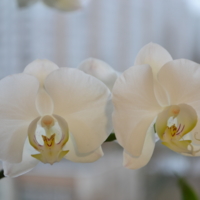 Орхидея близнецы