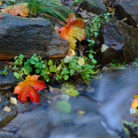 Дыхание осени