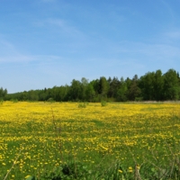 Одуванчиковое поле