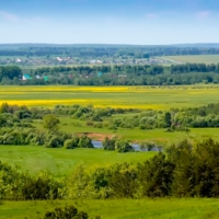 Одуванчиковая пора...