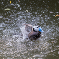 Водные процедуры