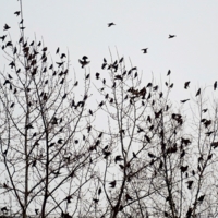 Свиристели прилетели...