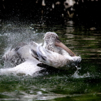Пеликан купается
