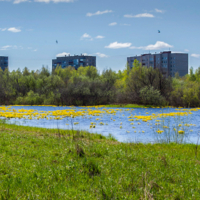 Цветы за городом...