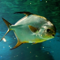 Недовольный взгляд