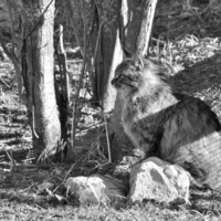 Камуфляжная порода