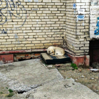 Бездомные животные