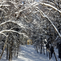 В старом парке