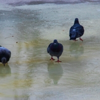 голуби на льду