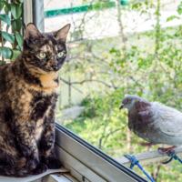 Отважный голубь и кошка познавшая Дзэн 禅
