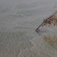 Мёртвое море, мёртвое дерево