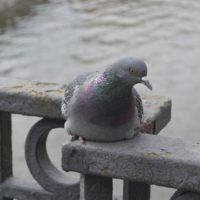 голубь на мосту