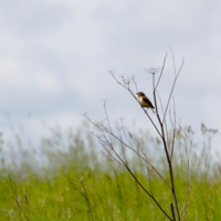 Наблюдает...