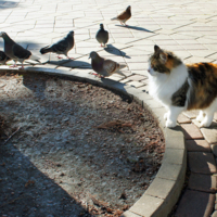 Мир, дружба и покой