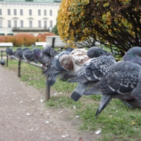 Питерские голуби