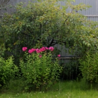 Летние дожди