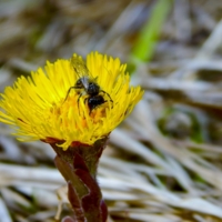 Мать и мачеха