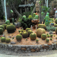 Кактусы в ботаническом саду острова Пхукет